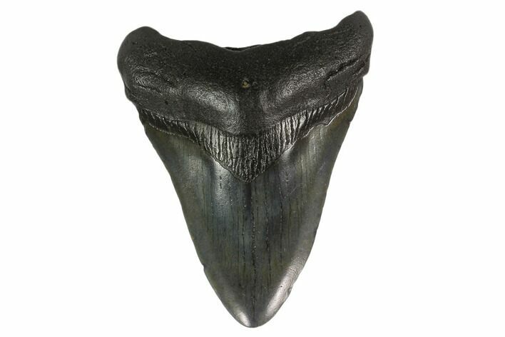 Fossil Megalodon Tooth - South Carolina #130840